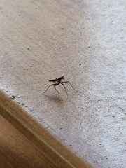 Telostylinus lineolatus