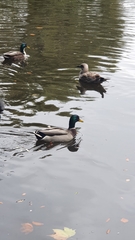 Anas platyrhynchos