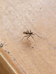 Telostylinus lineolatus
