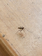Telostylinus lineolatus
