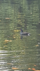 Gallinula chloropus