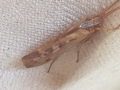 Limnephilus marmoratus