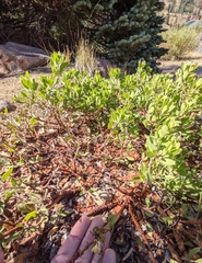 Arctostaphylos nevadensis
