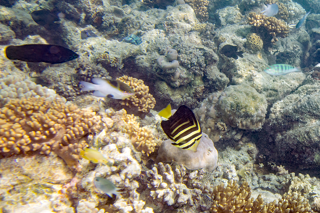 Black-vent damsel
