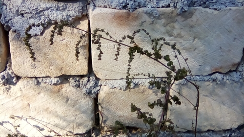 Atriplex aucheri (Atriplex aucheri)