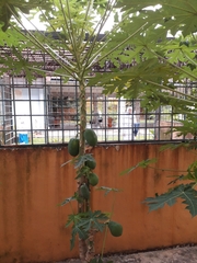 Vasconcellea cauliflora