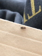 Pseudopachybrachius vinctus