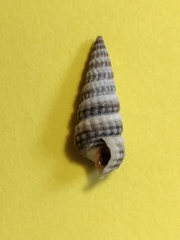 Pirenella conica