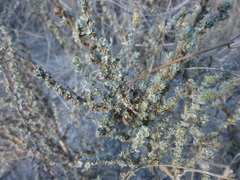 Atriplex glauca
