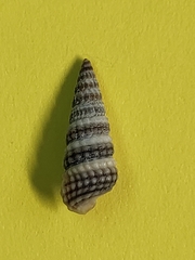 Pirenella conica