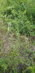 Lespedeza angustifolia