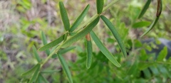 Lespedeza angustifolia