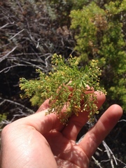 Galium catalinense acrispum