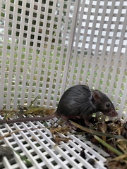 Neotoma floridana