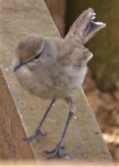 Cercotrichas coryphoeus coryphoeus