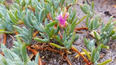 Lampranthus sociorum