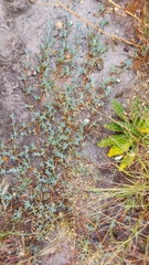 Lampranthus sociorum