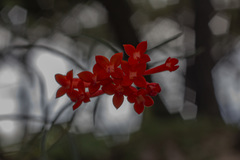 Bouvardia tenuifolia