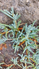 Lampranthus sociorum