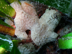 Aplidium asperum