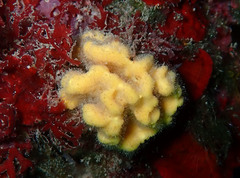 Axinella damicornis