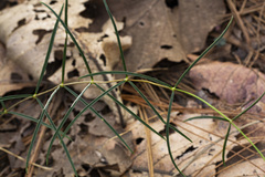 Bouvardia tenuifolia