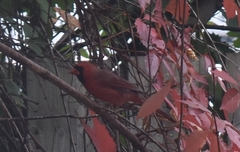Cardinalis cardinalis