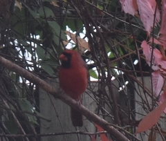 Cardinalis cardinalis