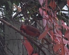 Cardinalis cardinalis