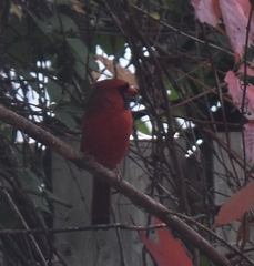 Cardinalis cardinalis