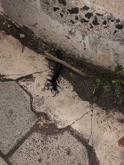 Scolopendra galapagoensis