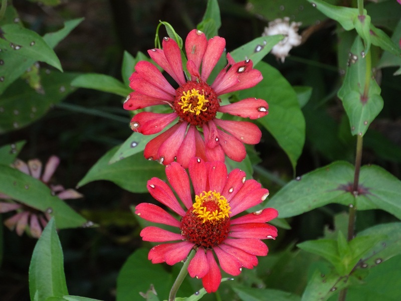 Zinnia elegans