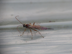 Tromatobia lineatoria