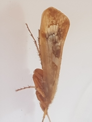 Limnephilus marmoratus