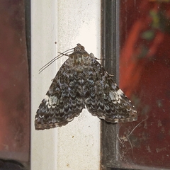 Coenipeta polynoe