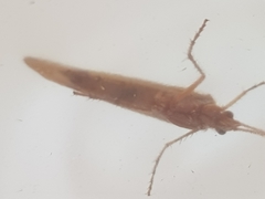 Limnephilus marmoratus
