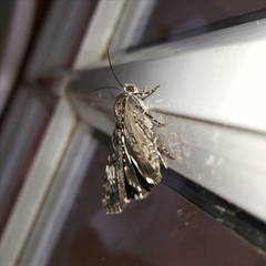 Coenipeta polynoe