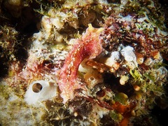 Pseudoceros goslineri