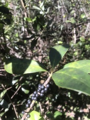 Myrsine cubana