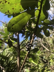 Myrsine cubana