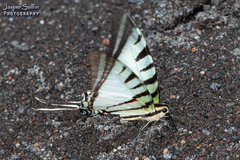 Neographium agesilaus
