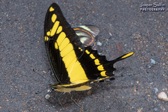 Heraclides thoas cinyras