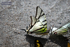 Protesilaus telesilaus