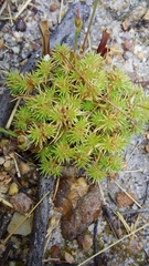 Isolepis hystrix
