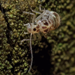 Teliapsocus conterminus