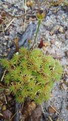Isolepis hystrix