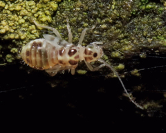 Teliapsocus conterminus