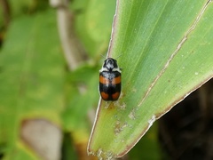 Euryscopa cingulata image