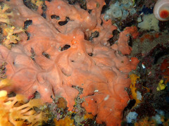 Spirastrella cunctatrix