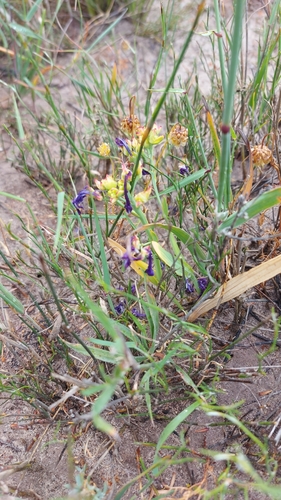 Image of Codonorhiza elandsmontana by (c) Jacques van der Merwe, some rights reserved (CC BY-SA)
